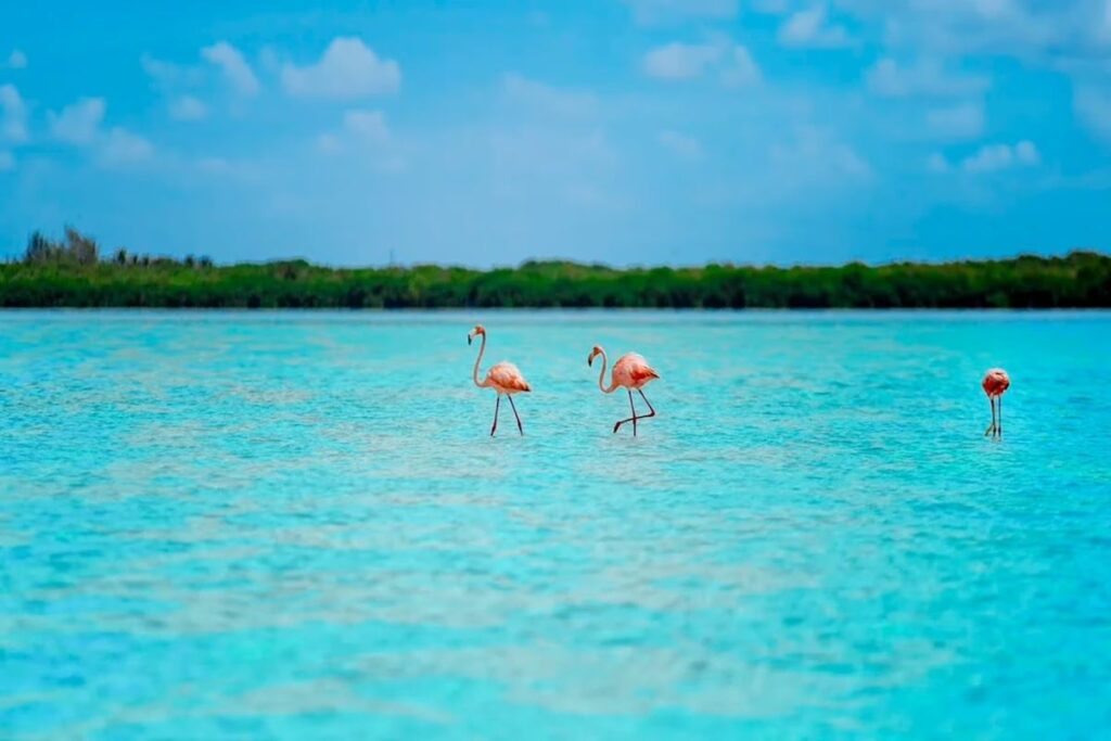 Ausflug Holbox auf Deutsch: Isla Pájaros, Isla Pasión & Karibik pur