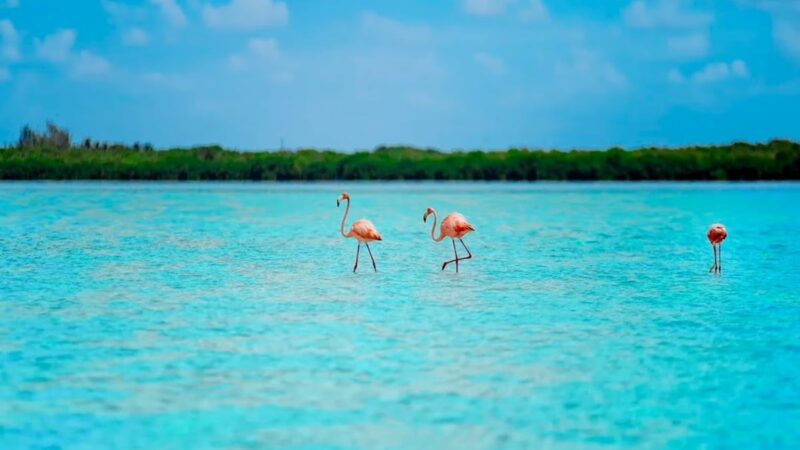 Ausflug Holbox auf Deutsch: Isla Pájaros, Isla Pasión & Karibik pur