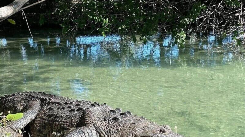 Krokodil im Mangrovenkanal von Rio Lagartos