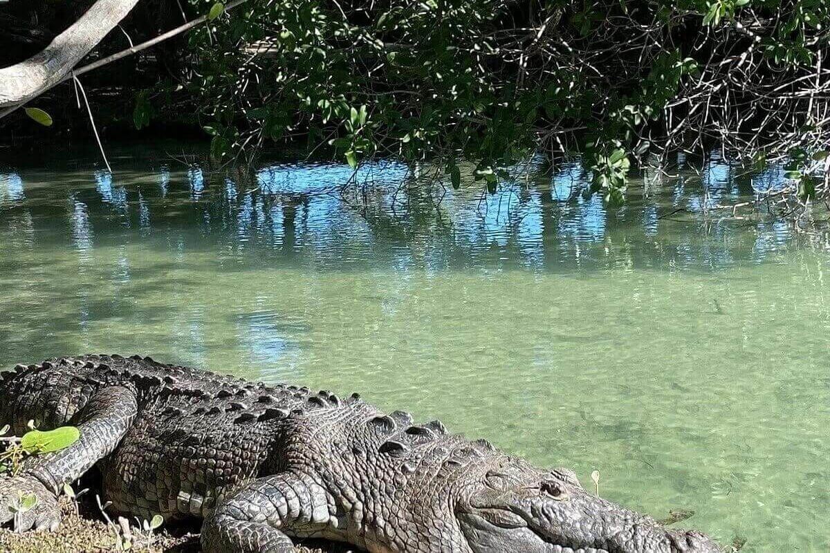 Un crocodile dans le canal de mangrove de Rio Lagartos