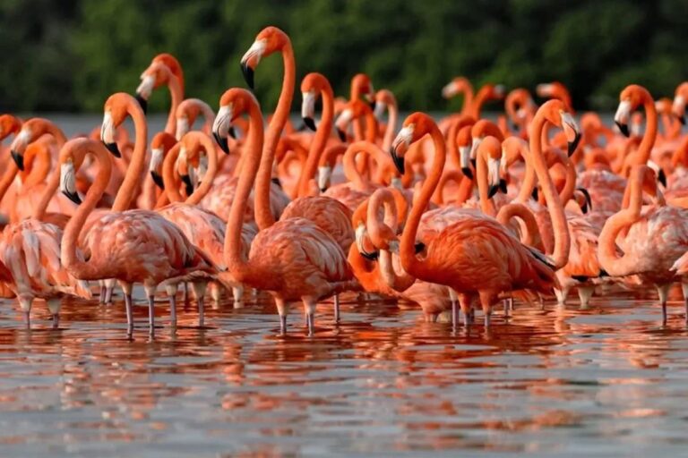 Rio Lagartos und Las Coloradas