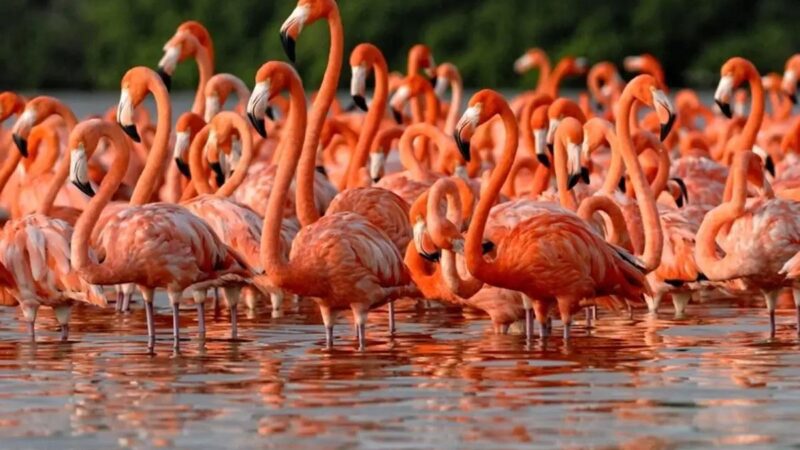 Schwarm rosa Flamingos im flachen Wasser vor gruener Ufervegetation