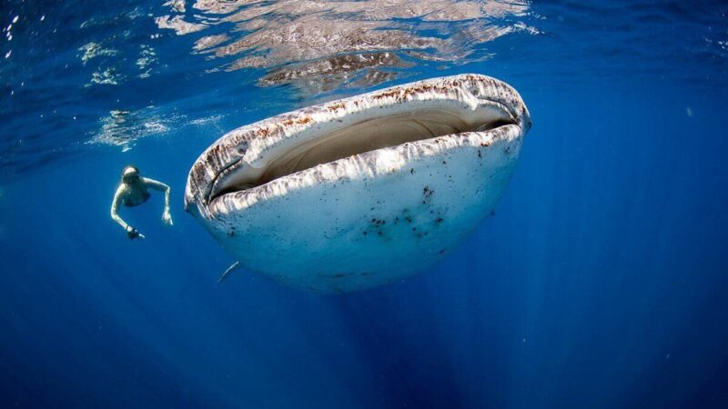 Plongée en apnée avec les requins-baleines