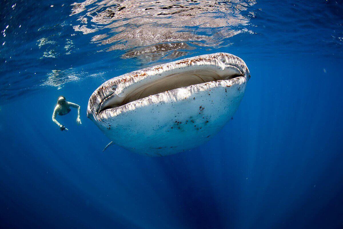 Bateau en route vers les requins-baleines au large d'Isla Mujeres