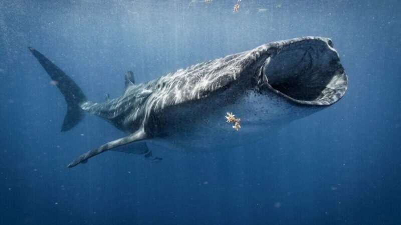 Observation des requins-baleines : vue de profil de l'ensemble du corps