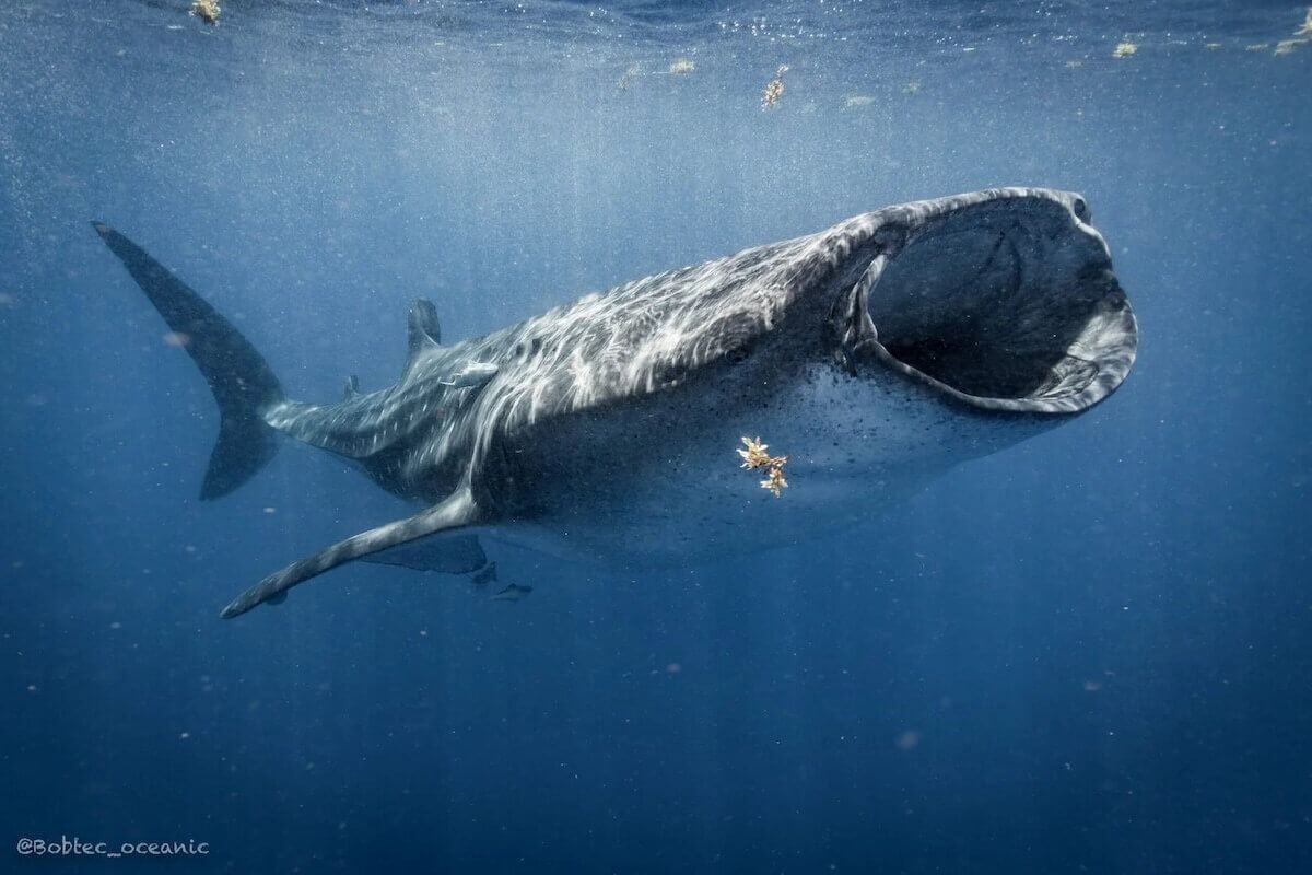 Observation des requins-baleines : vue de profil de l'ensemble du corps