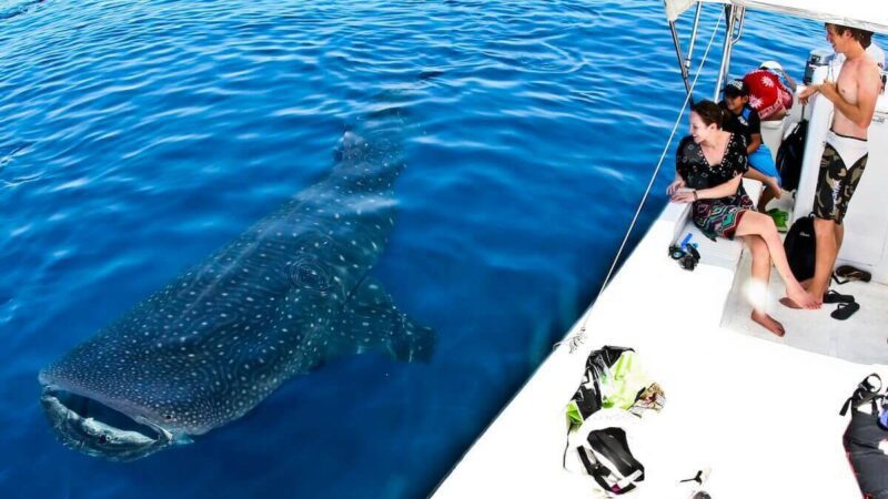 Des plongeurs en apnée depuis un bateau en train d'observer un requin-baleine