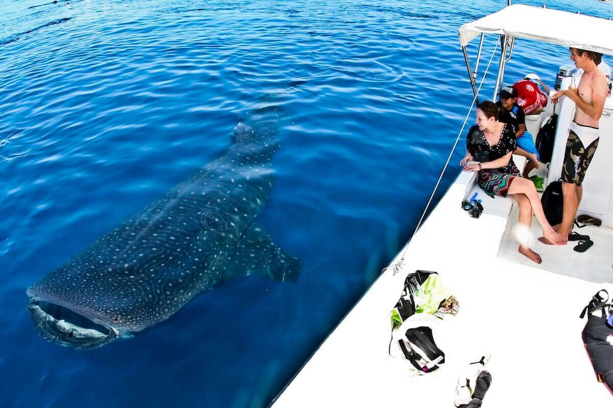 Des plongeurs en apnée depuis un bateau en train d'observer un requin-baleine