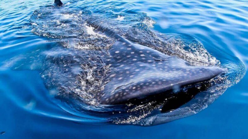 Observation des requins-baleines : gros plan sur leur bouche grande ouverte pendant la filtration