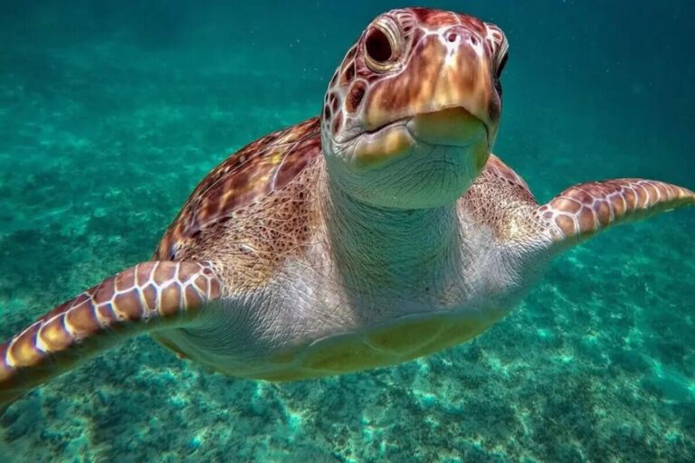 Akumal besuchen: Schildkröten, Kosten und die Guide-Pflicht 2026