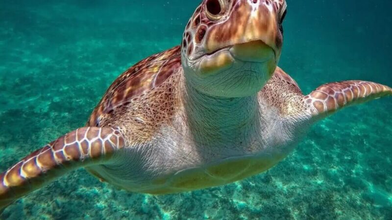 Plongée libre avec les tortues