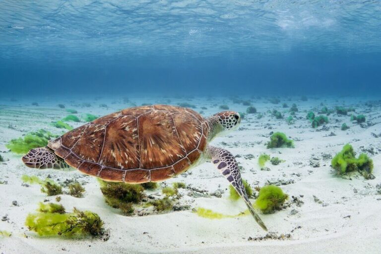 Schildkröten und Cenote