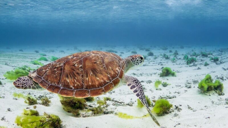 Plongée libre avec les tortues (1)