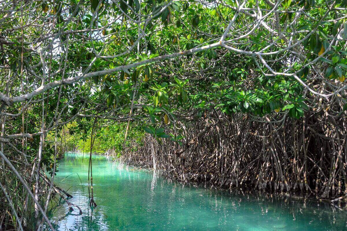 Promenade en bateau à travers les canaux de mangrove luxuriants