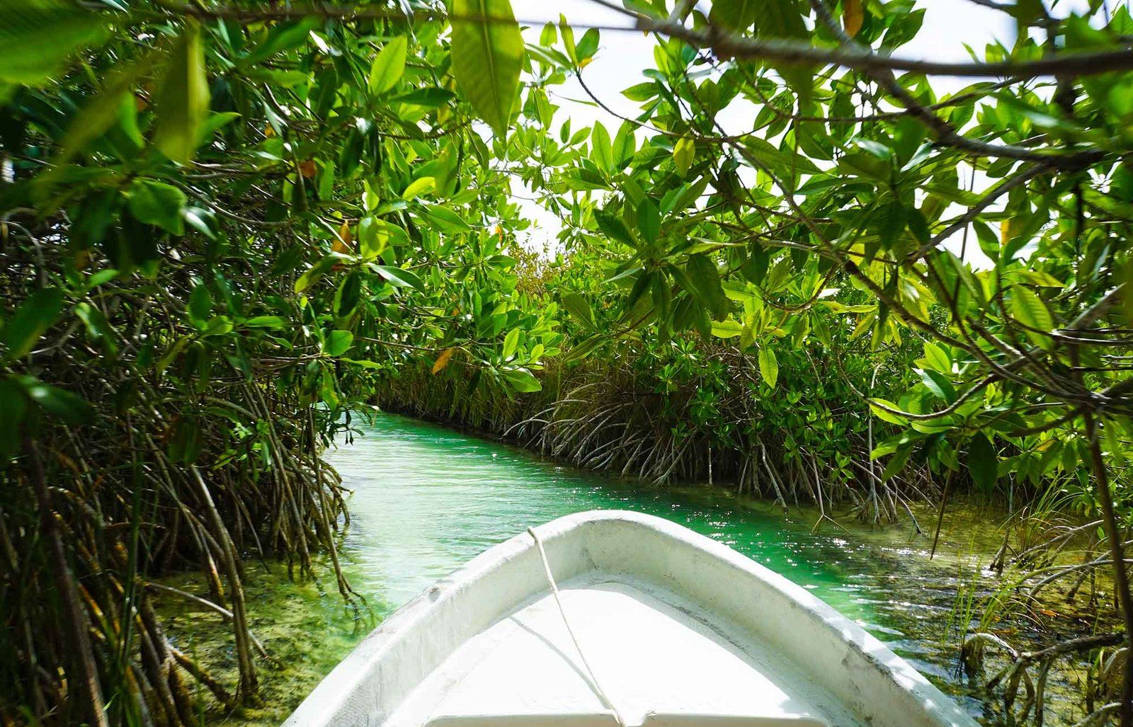 Bootstour durch einen Mangrovenkanal im Reservat