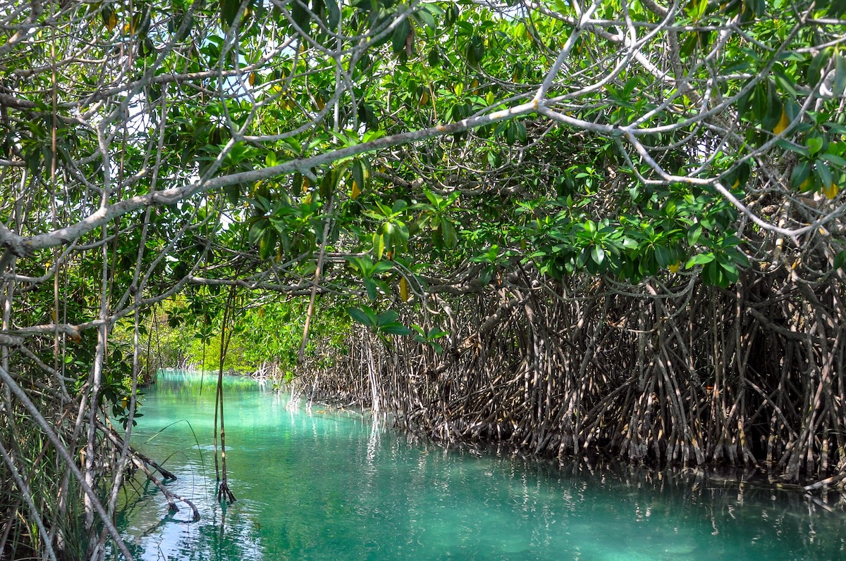 Türkis gefüllter Karstkanal auf der Halbinsel Yucatan
