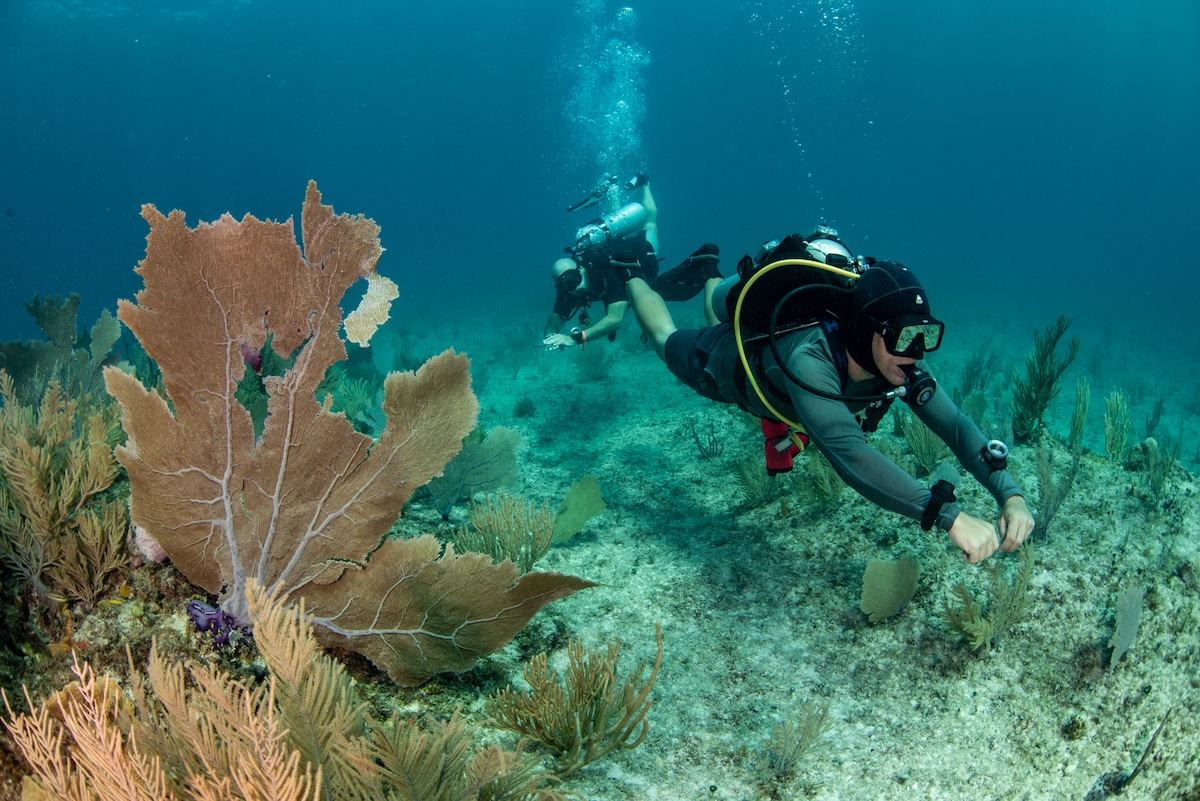 Taucher am Korallenriff bei einem Tauchausflug an der Riviera Maya
