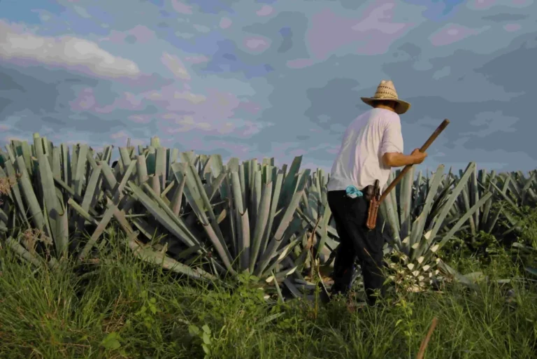 Woraus wird Tequila gemacht? Agave, Herstellung und Sorten