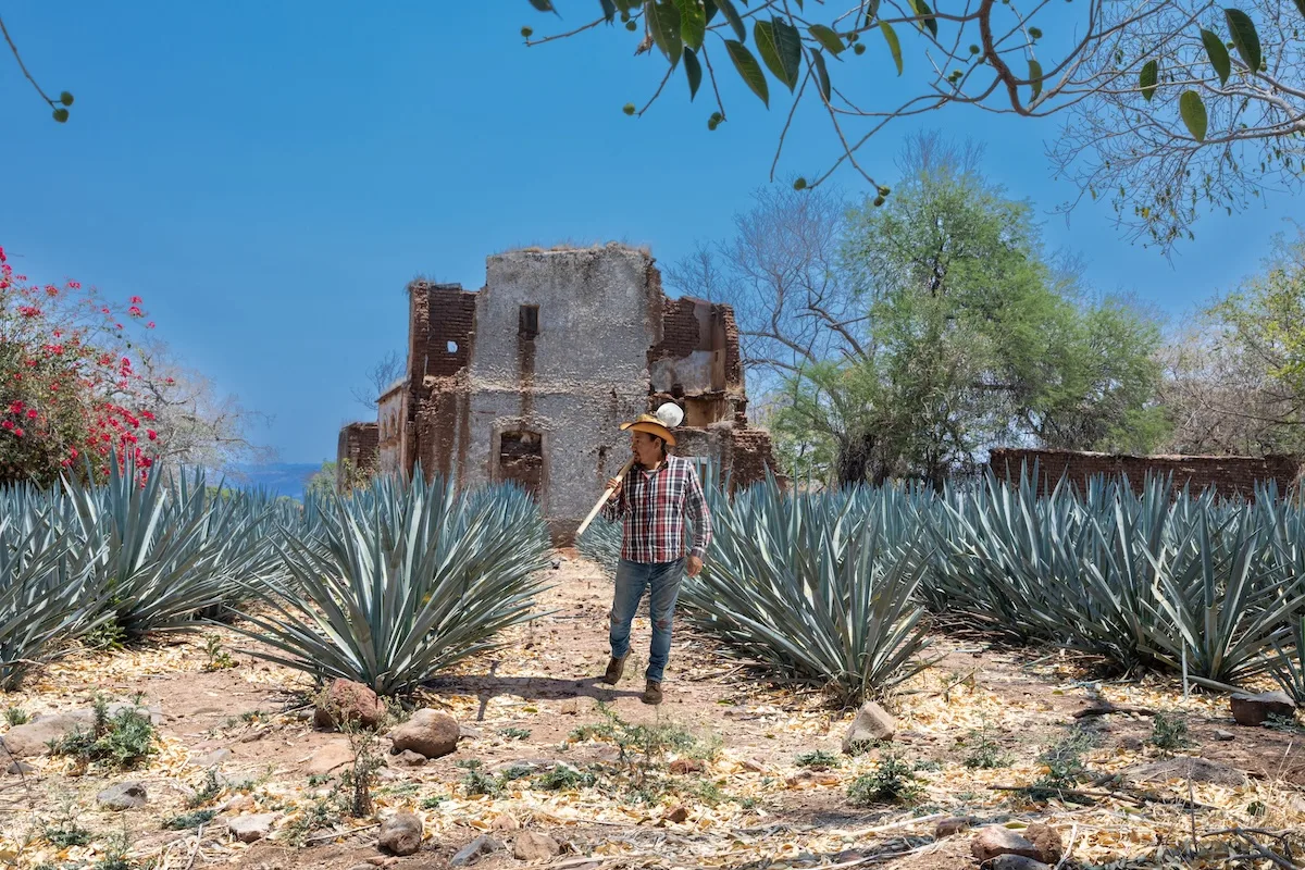 Champ d'agaves à Jalisco, avec un jimador devant une ancienne hacienda