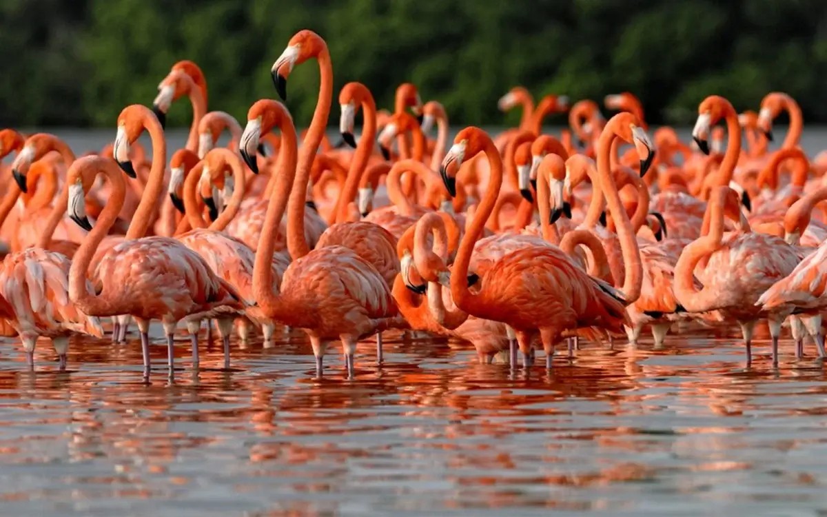 Flamingo-Beobachtung in Rio Lagartos, Yucatán