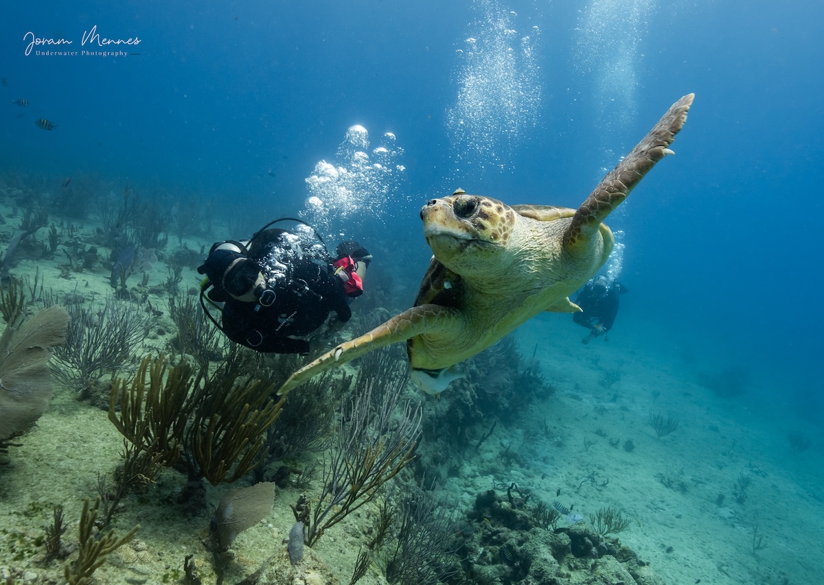 Buceo en Playa del Carmen con guía experto